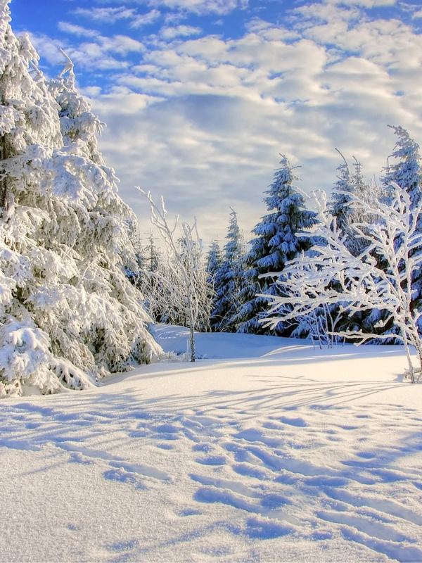 7 Natural Treatments for Winter Ailments