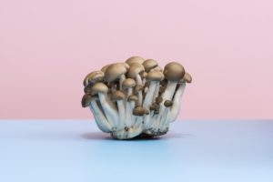Fresh Raw Mushrooms Fungi on Blue Pink Background